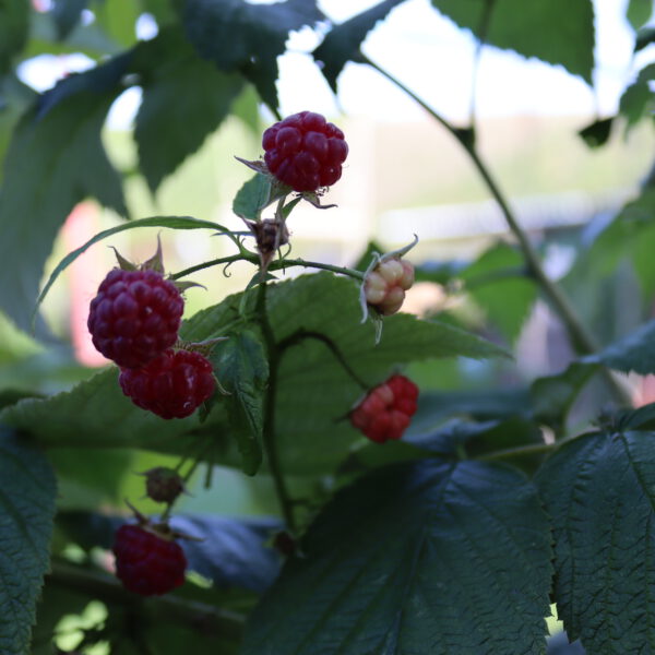 rote Himbeeren